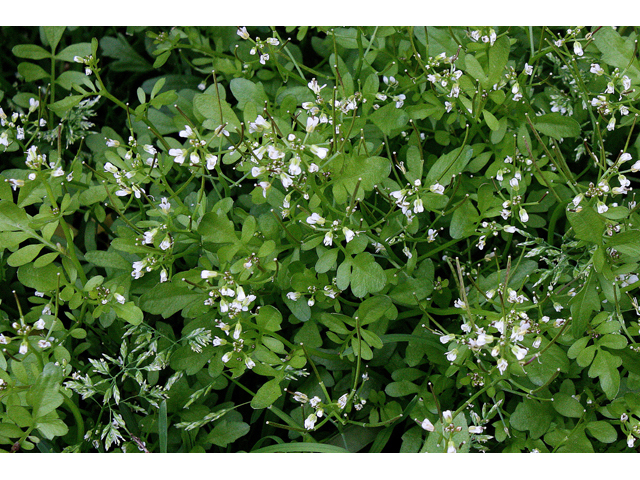 Cardamine pensylvanica (Pennsylvania bittercress) #32307