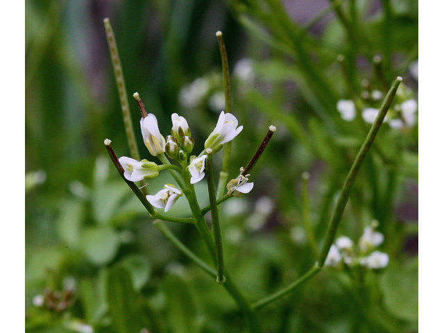 Cardamine pensylvanica (Pennsylvania bittercress) #32308