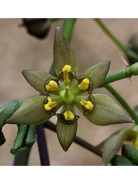 Caulophyllum giganteum (Giant blue cohosh) #32311