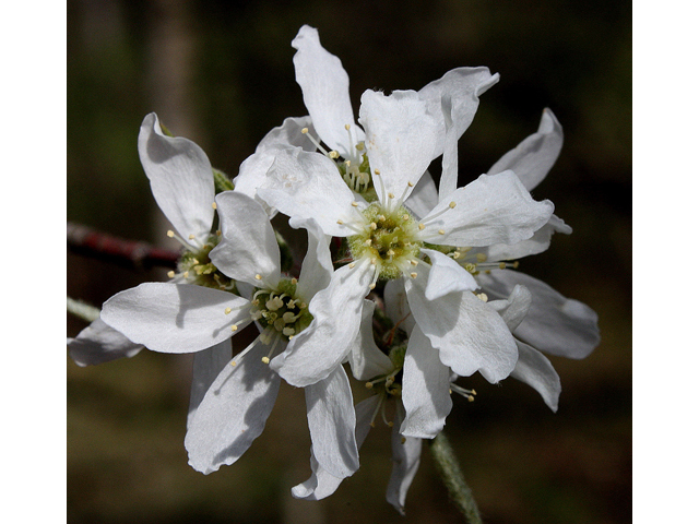 Amelanchier interior (Pacific serviceberry) #32314