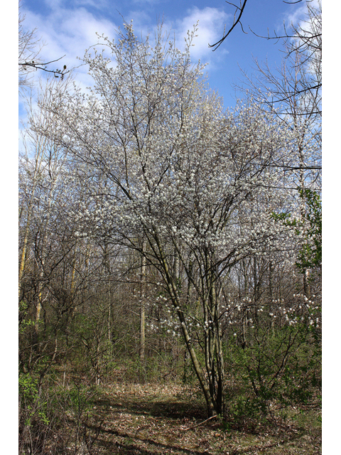 Amelanchier interior (Pacific serviceberry) #32315