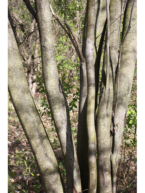 Amelanchier interior (Pacific serviceberry) #32316