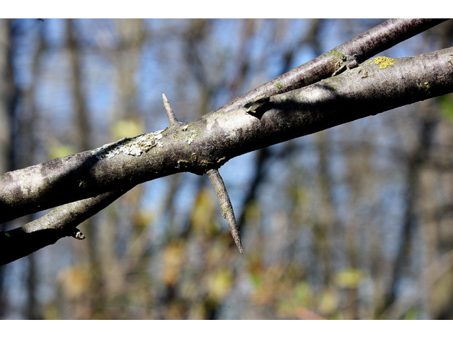 Prunus nigra (Canadian plum) #32319