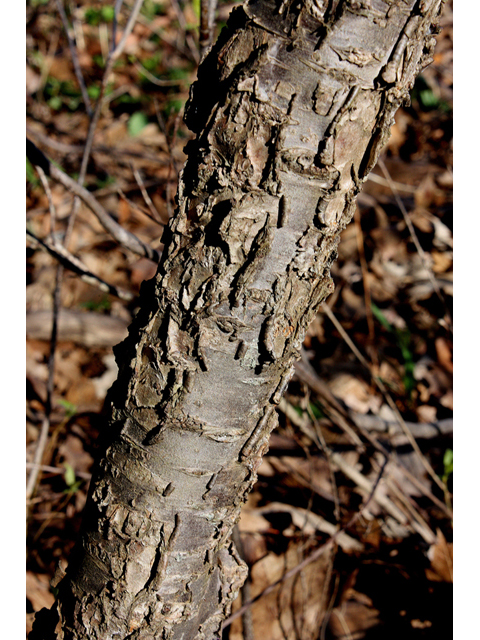 Prunus nigra (Canadian plum) #32320