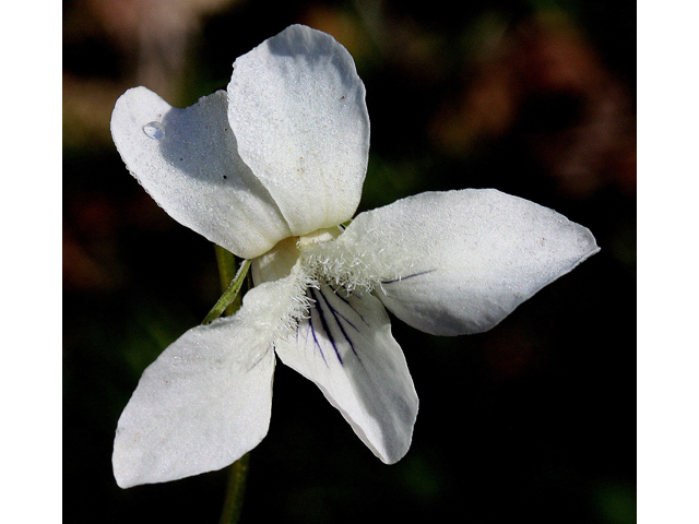 Viola striata (Striped cream violet) #32332