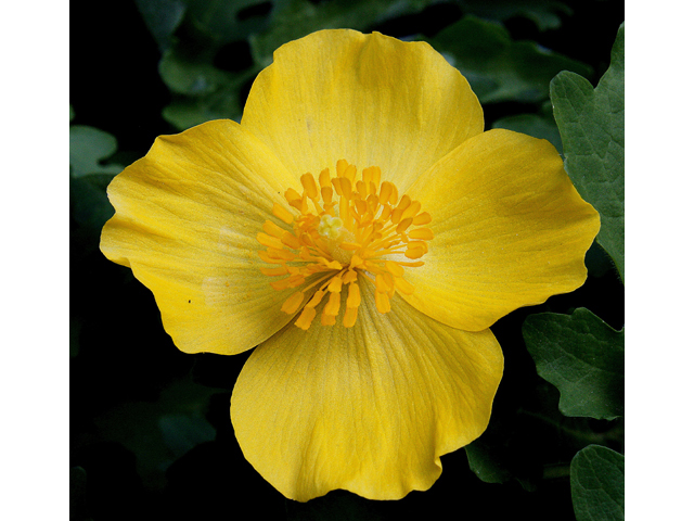 Stylophorum diphyllum (Celandine poppy) #32350