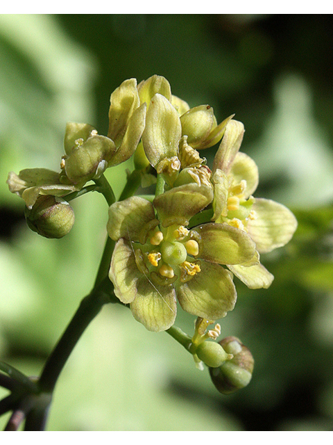 Caulophyllum thalictroides (Blue cohosh) #32353