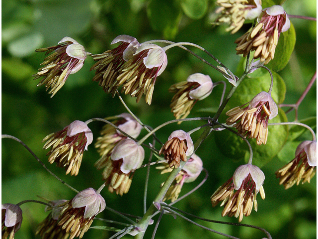 Thalictrum dioicum (Early meadow-rue) #32354