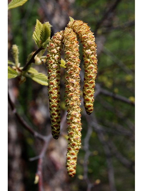 Betula nigra (River birch) #32363