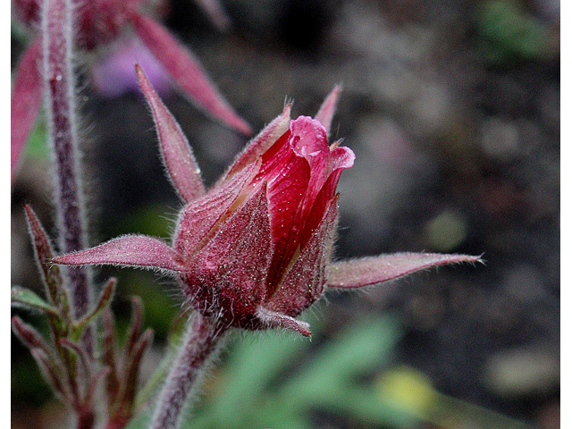 Geum triflorum (Old man's whiskers) #32377