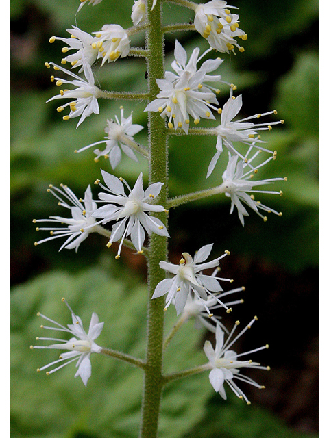 Tiarella cordifolia (Heartleaf foamflower) #32382