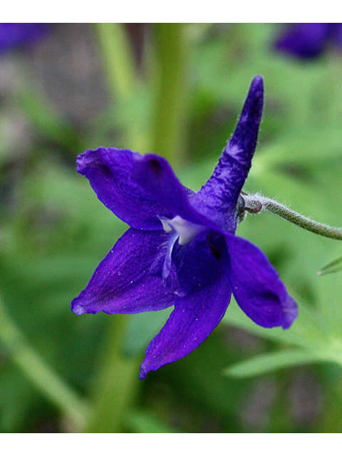 Delphinium tricorne (Dwarf larkspur) #32385