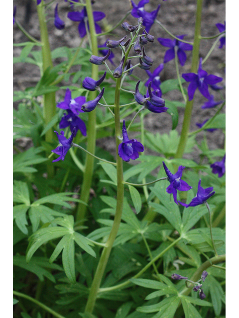 Delphinium tricorne (Dwarf larkspur) #32386