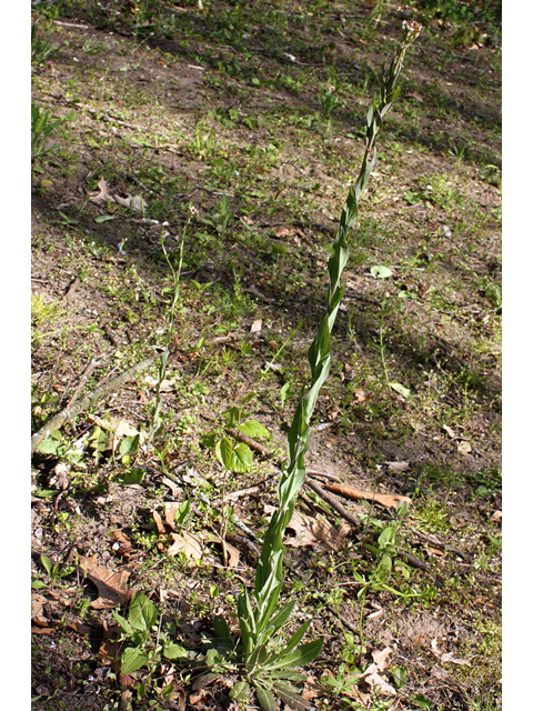 Arabis glabra (Tower rockcress) #32398