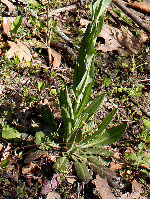 Arabis glabra (Tower rockcress) #32399