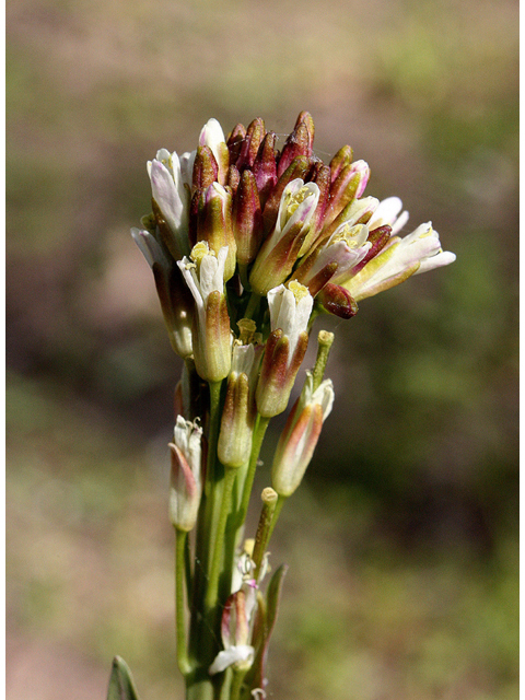 Arabis glabra (Tower rockcress) #32400