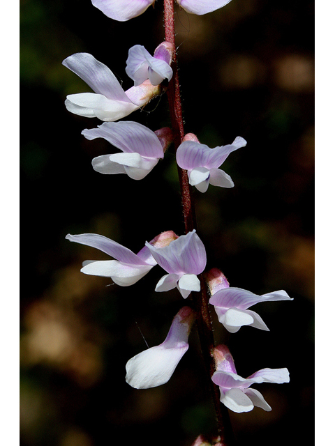 Vicia caroliniana (Carolina vetch) #32406