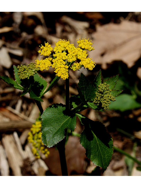 Zizia aptera (Heart-leaved meadow parsnip) #32418