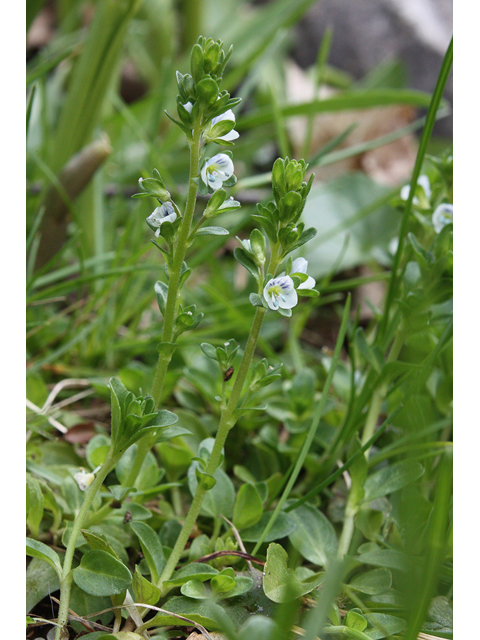 Veronica serpyllifolia (Thymeleaf speedwell) #32441