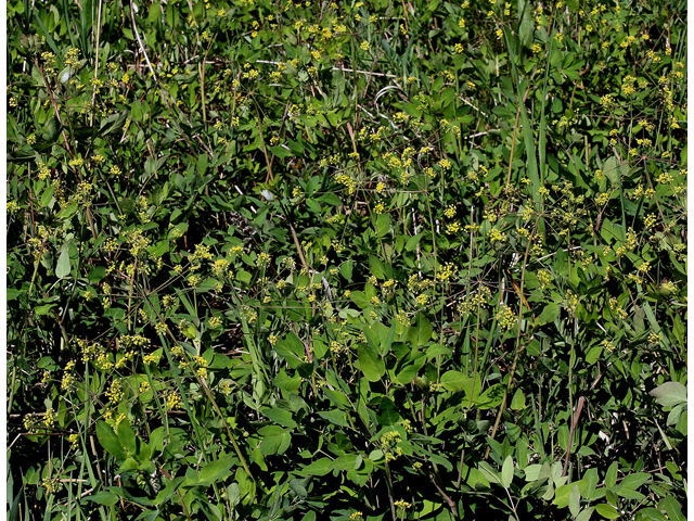 Taenidia integerrima (Yellow pimpernel) #32462