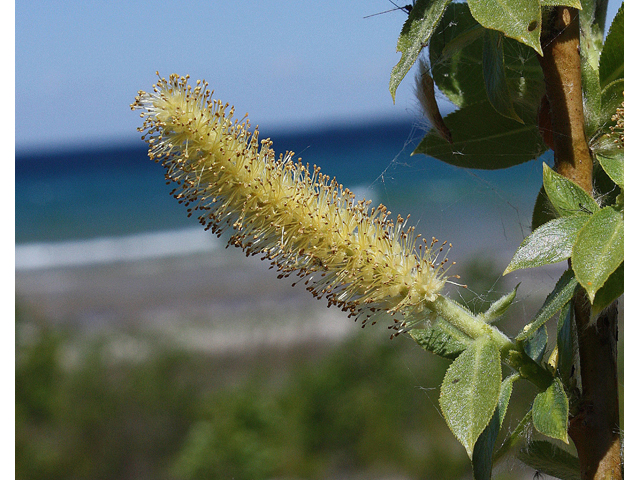 Salix cordata (Heartleaf willow) #32467