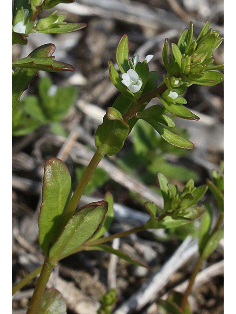 Veronica peregrina (American speedwell) #32495