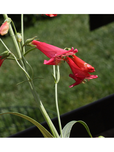 Penstemon barbatus (Scarlet bugler) #32512