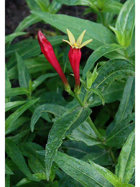 Spigelia marilandica (Woodland pinkroot) #32517