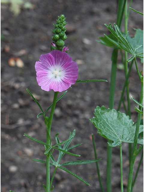 Sidalcea malviflora (Dwarf checkerbloom) #32519