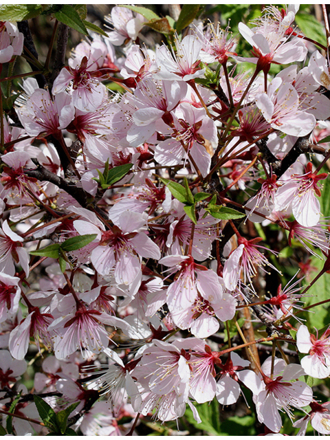 Prunus nigra (Canadian plum) #32520