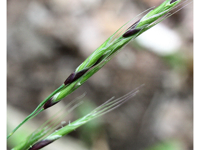 Schizachne purpurascens (False melic) #32540