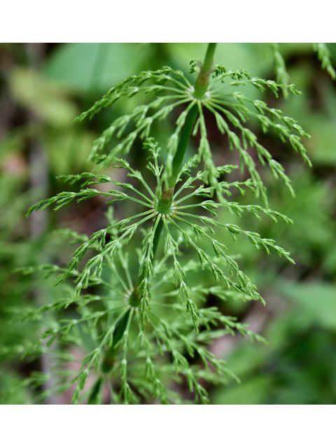 Equisetum sylvaticum (Woodland horsetail) #32548