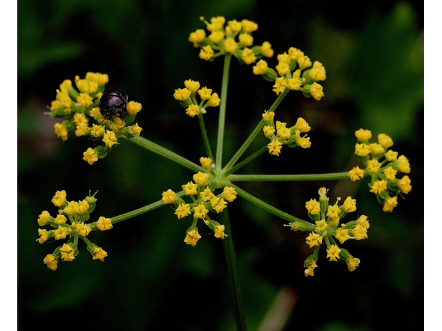 Thaspium trifoliatum var. aureum (Yellow meadow parsnip) #32574