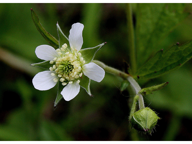 Geum canadense var. canadense (White avens) #32575