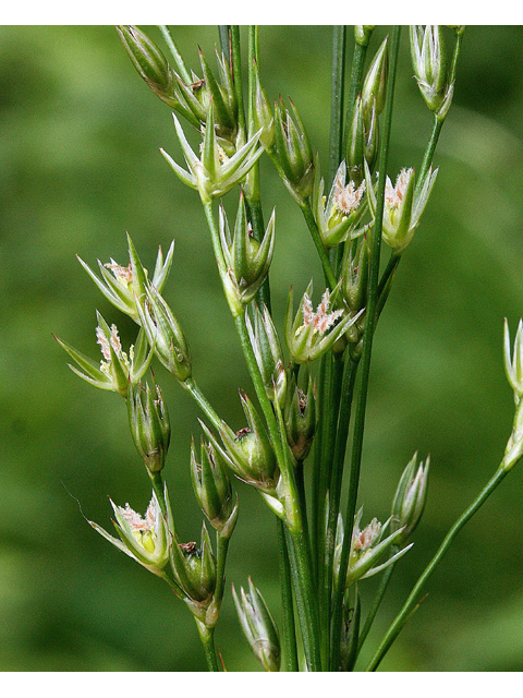 Juncus dudleyi (Dudley's rush) #32578