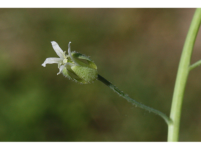 Arabis canadensis (Sicklepod) #32590