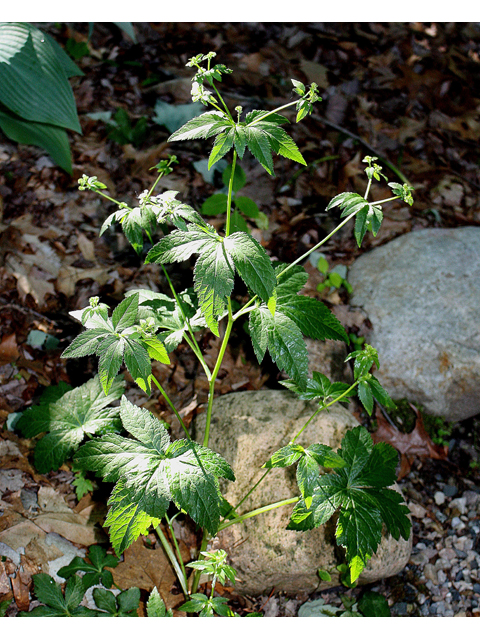 Sanicula canadensis (Canadian blacksnakeroot) #32591