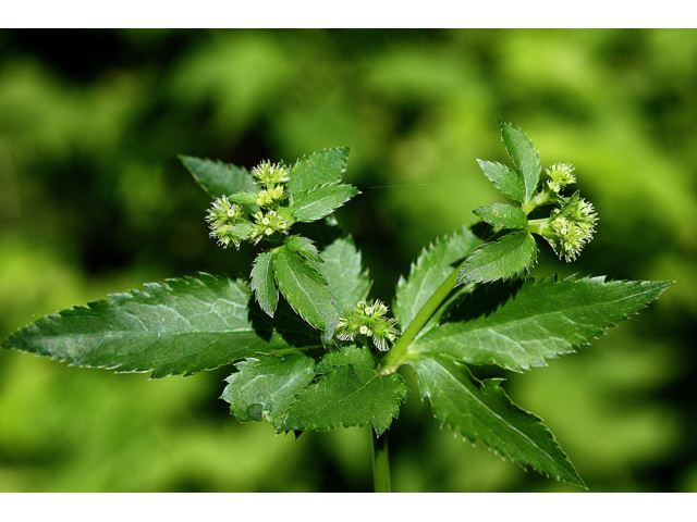 Sanicula canadensis (Canadian blacksnakeroot) #32592