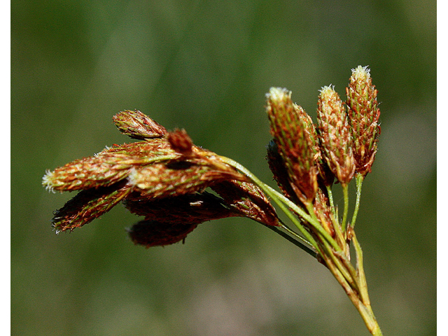 Scirpus pendulus (Rufous bulrush) #32595