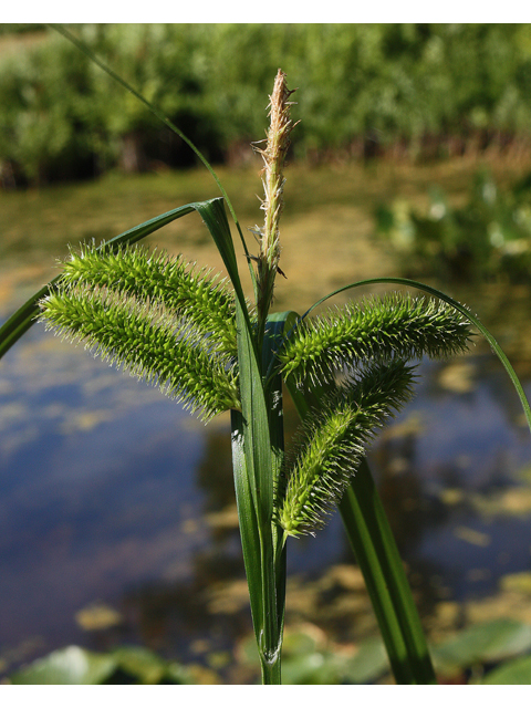 Carex comosa (Longhair sedge) #32631