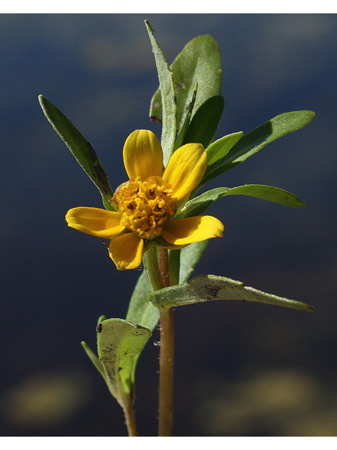 Bidens beckii (Beck's watermarigold) #32633