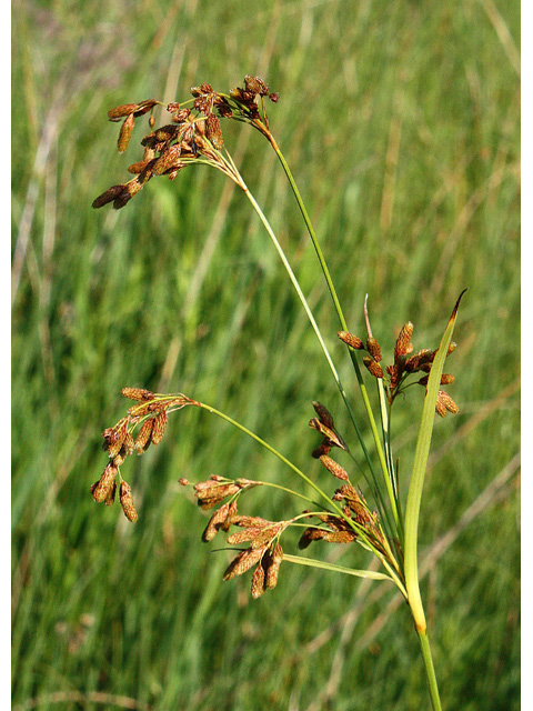 Scirpus pendulus (Rufous bulrush) #32645