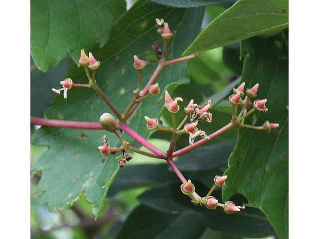 Parthenocissus quinquefolia (Virginia creeper) #32667