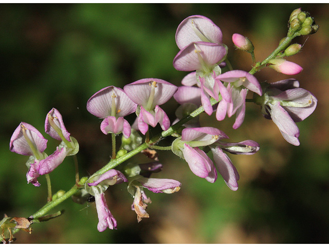 Desmodium glutinosum (Pointedleaf ticktrefoil) #32671