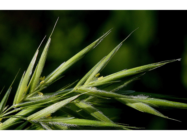 Bromus ciliatus var. ciliatus (Fringed brome) #32674