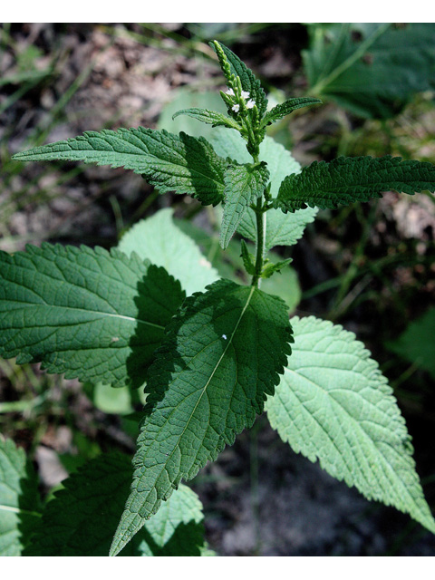 Verbena urticifolia (White vervain) #32683