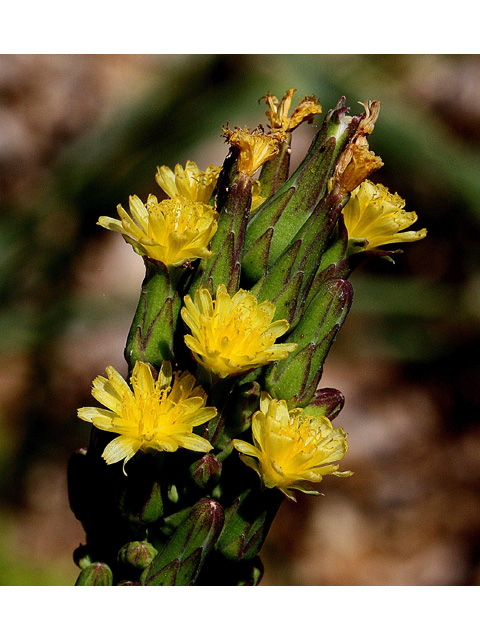 Lactuca canadensis (Canada lettuce) #32689