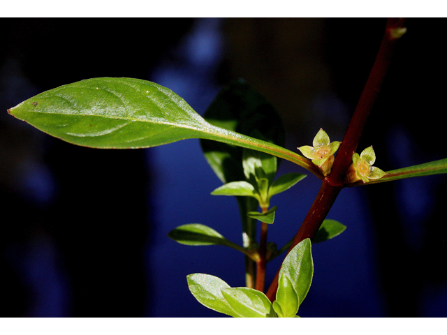 Ludwigia palustris (Marsh seedbox) #33340