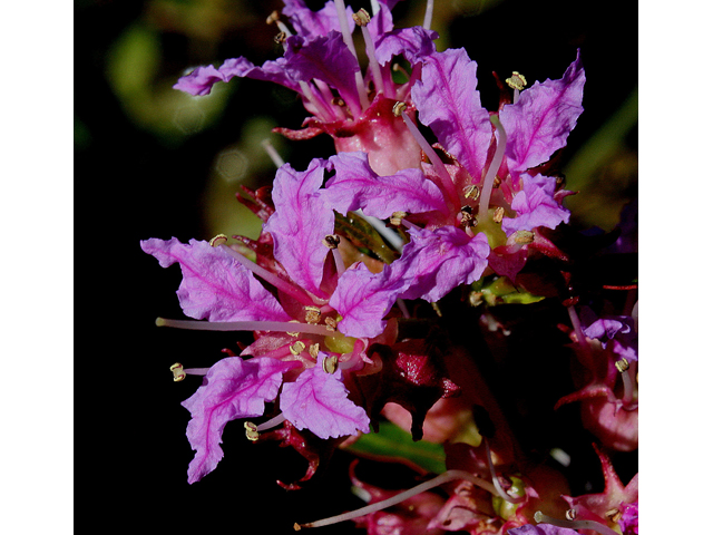 Decodon verticillatus (Swamp loosestrife) #33362