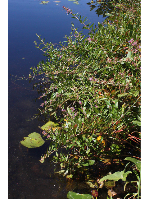 Decodon verticillatus (Swamp loosestrife) #33363